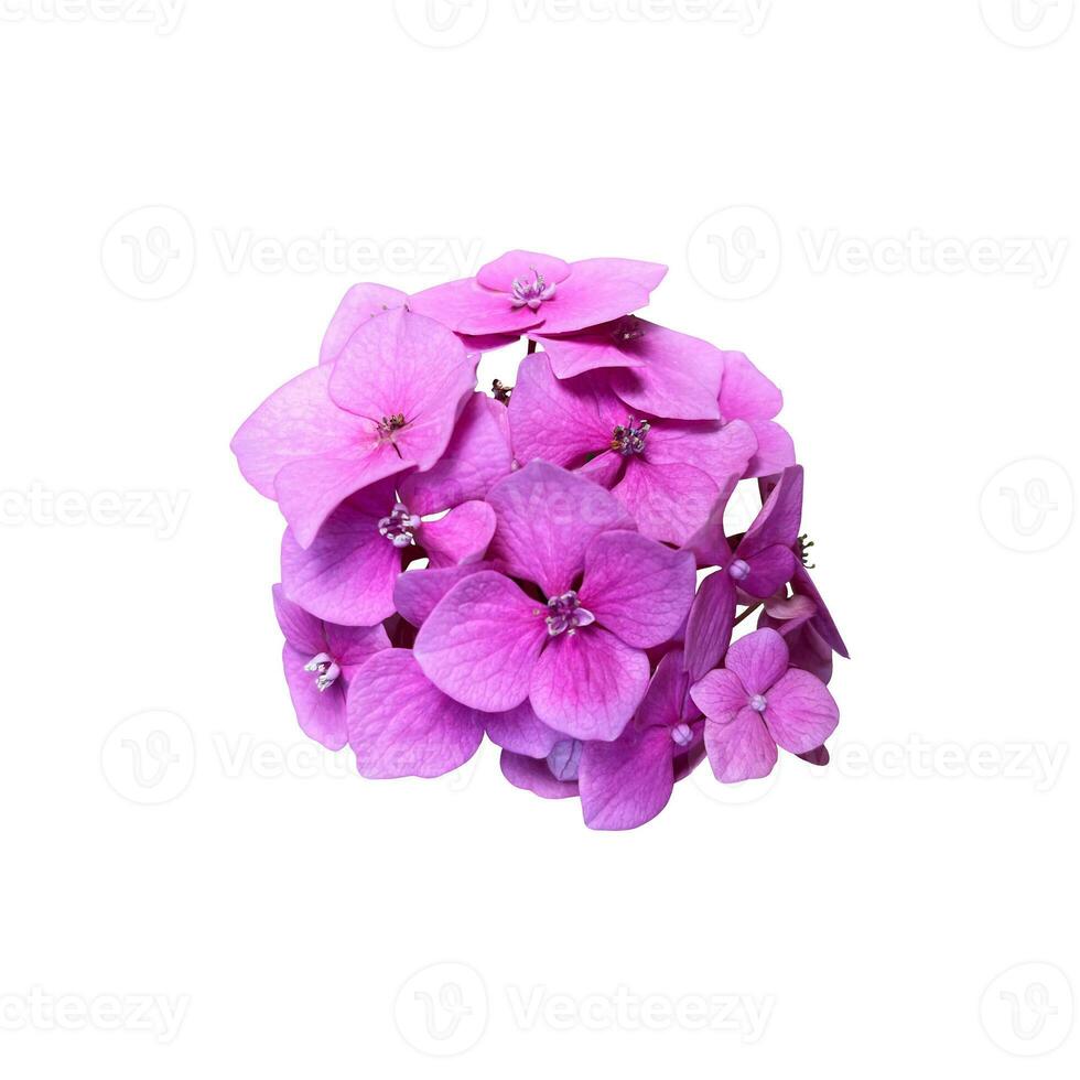 Hydrangea violet garden flower blooming head isolated plant, cut out object, clipping path photo