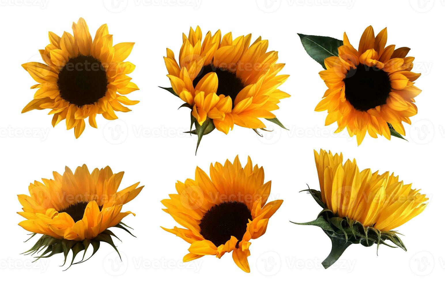 Yellow cutout sunflowers with leaves set, isolated bright object on the white background for decor, harvest time design, invitations, soft focus and clipping path photo