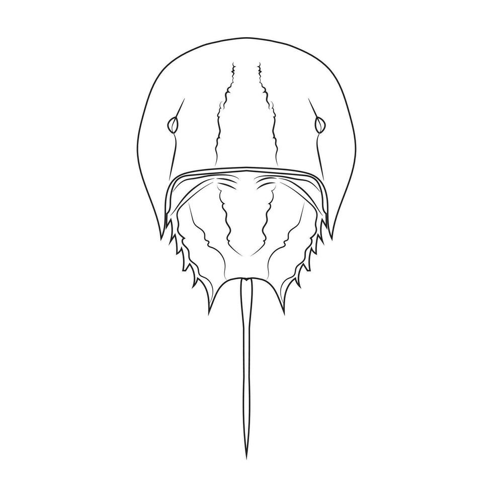 Asia Horseshoe Crab Tachypleus tridentatus isolated on white background. Vector illustration EPS 10. editable stroke.