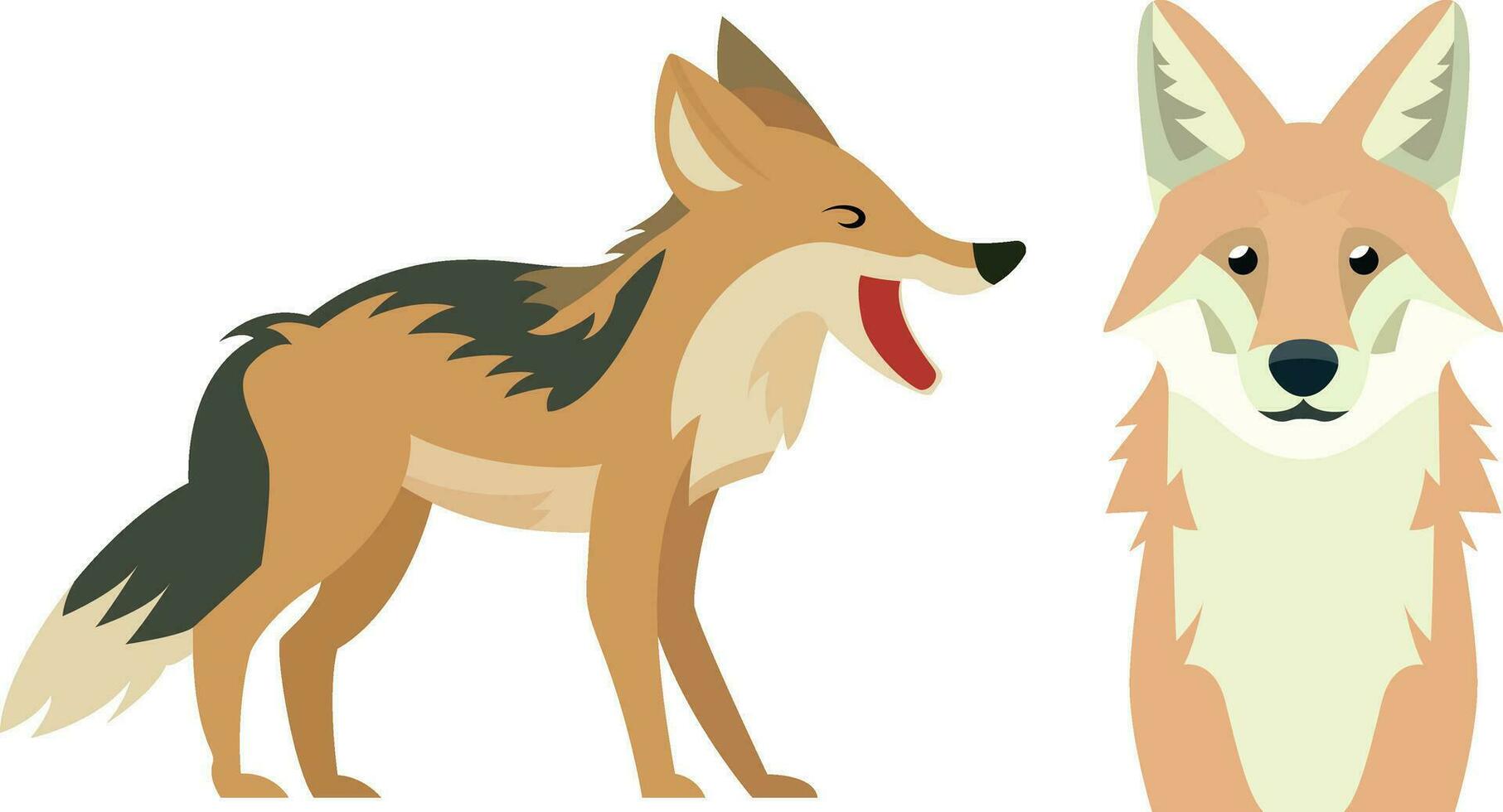 Coyote fox in two different poses, flat style vector illustration. Prairie wolf, brush wolf, cased wolf, American jackal, little wolf flat style stock vector image