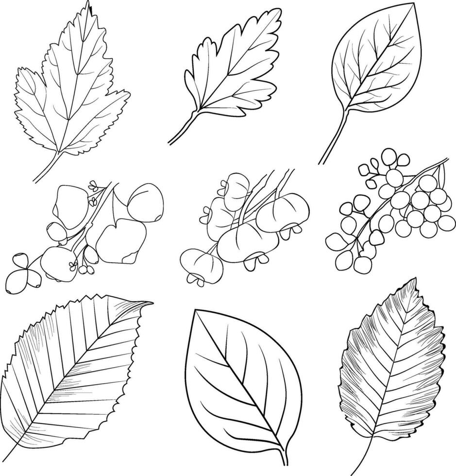 Set of hand-drawn black and white autumn falling leaves and berries, natural leaf fall, autumn fall leaves line art and crafting, hello September coloring pages. vector