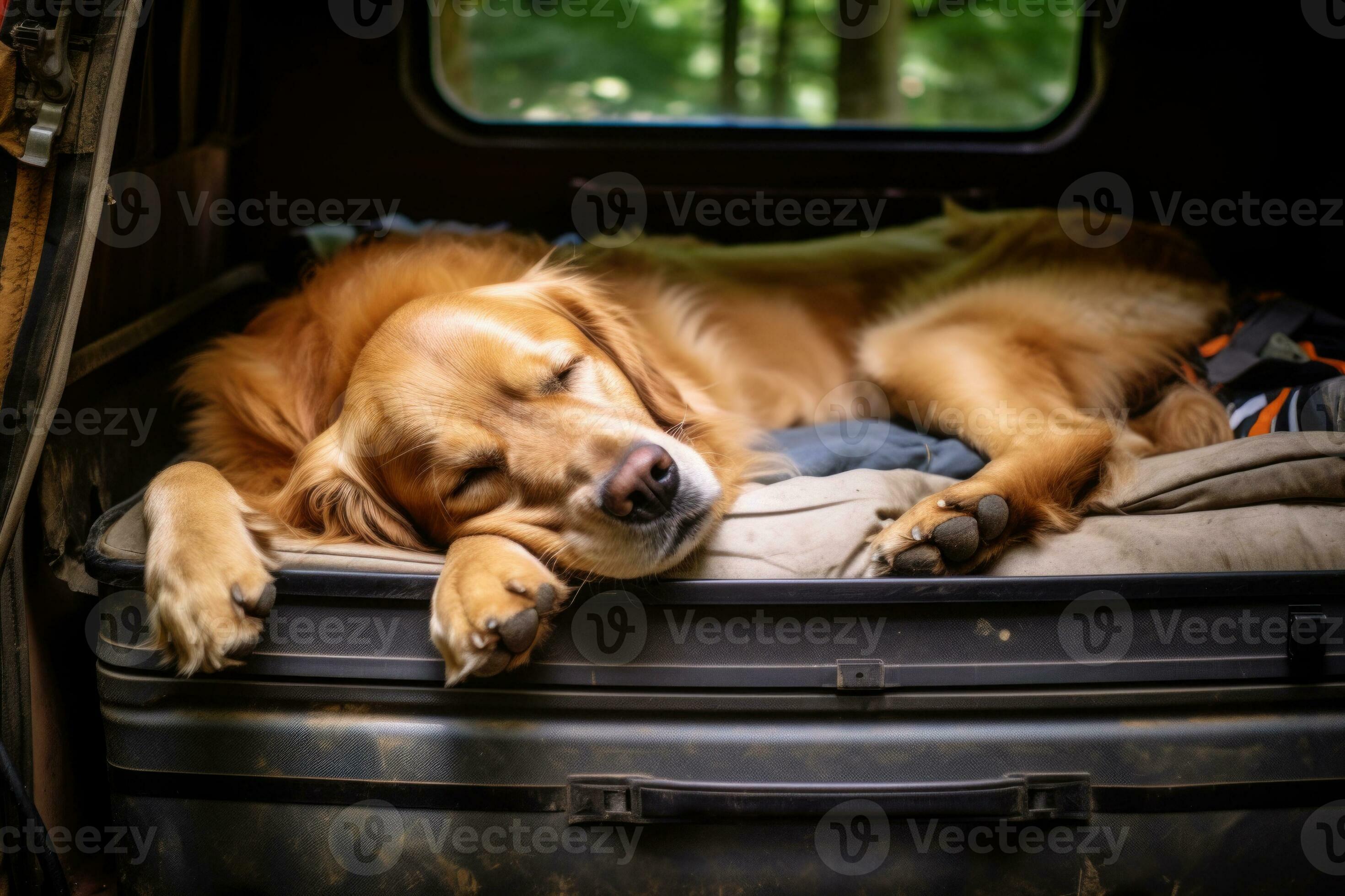 Cute dog sleeping in car. Road trip with pet. Generative AI 27684933