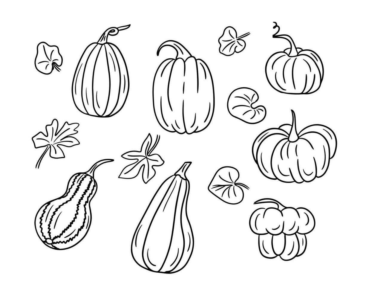 Set of hand drawn doodle squashes or pumpkins. Black vector vegetables with leaves on white background. Sketch technique. Autumn mood. Ideal for coloring pages, stickers, tatoo.