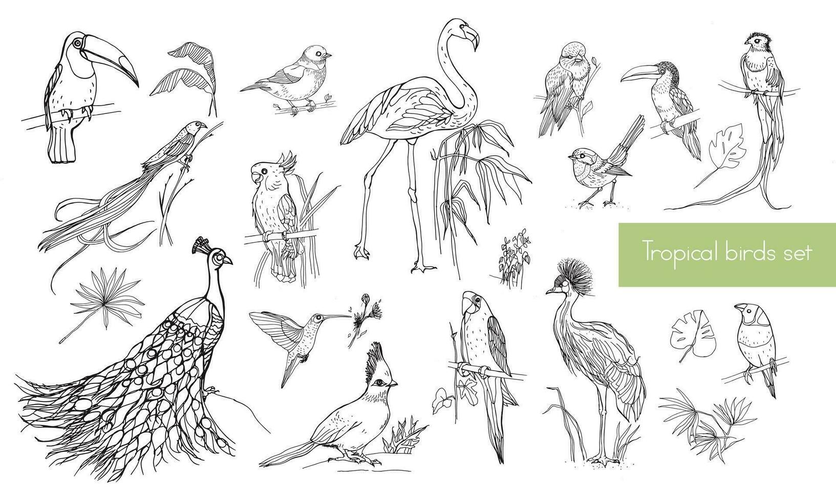 Realistic hand drawn contour collection of beautiful exotic tropical birds with palm leaves. Flamingos, cockatoo, hummingbird, toucan, peacock. vector