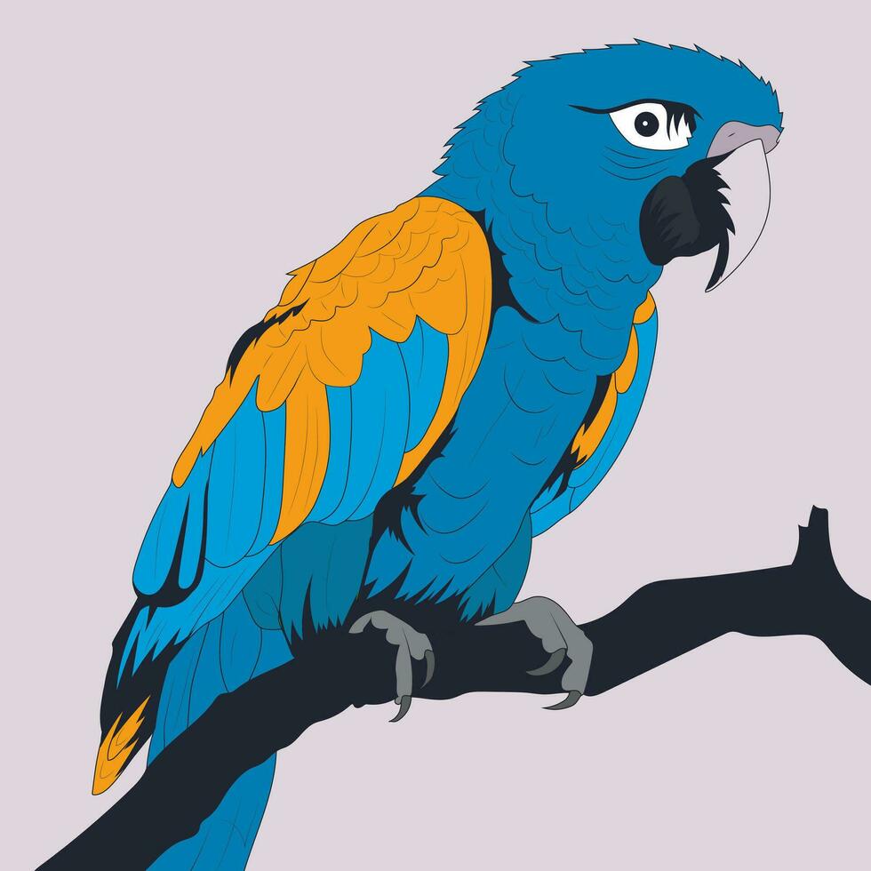 Blue and Gold Macaw Bird vector Stock Illustration