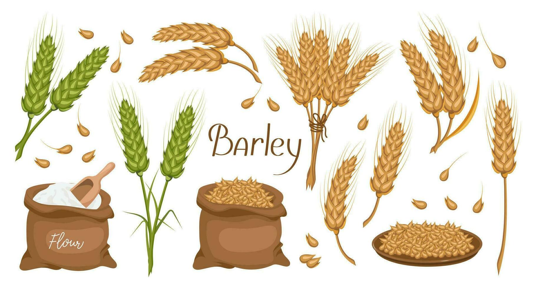 A set of grains and spikelets of barley. Barley plant, barley grains in a plate and bag. Agriculture, design elements, vector
