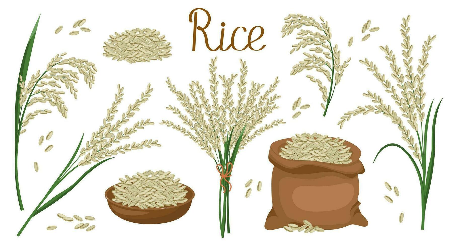 A set of grains and spikelets of rice. Rice plant, rice grains in a plate and bag, rice bouquet. Agriculture background, design elements, vector