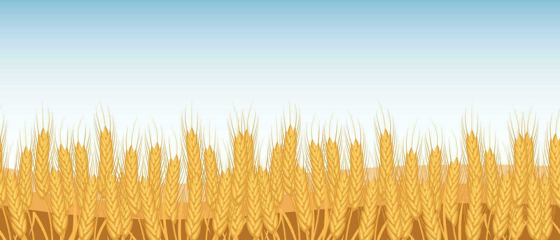 Spikelets of wheat, wheat field against the sky. Agriculture. Seamless horizontal border. Vector