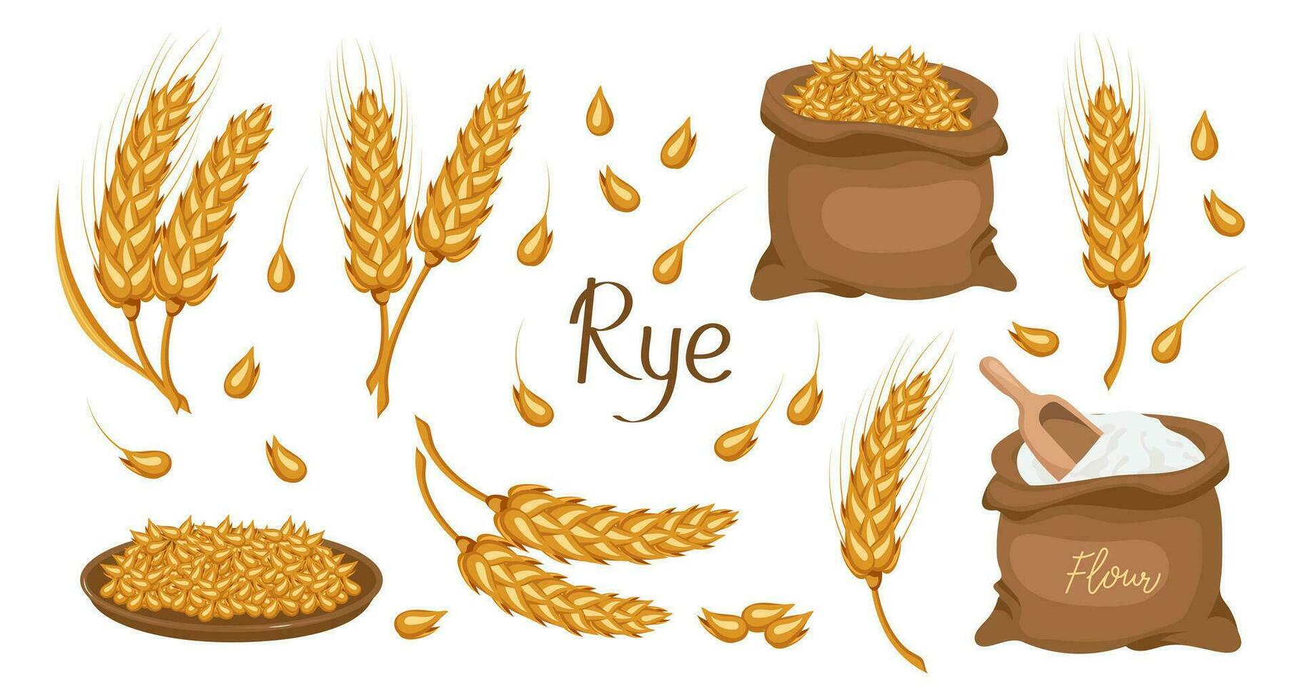 A set of grains and spikelets of rye. Rye plant, rye grains in a plate and bag, rye flour. Agriculture background, design elements, vector