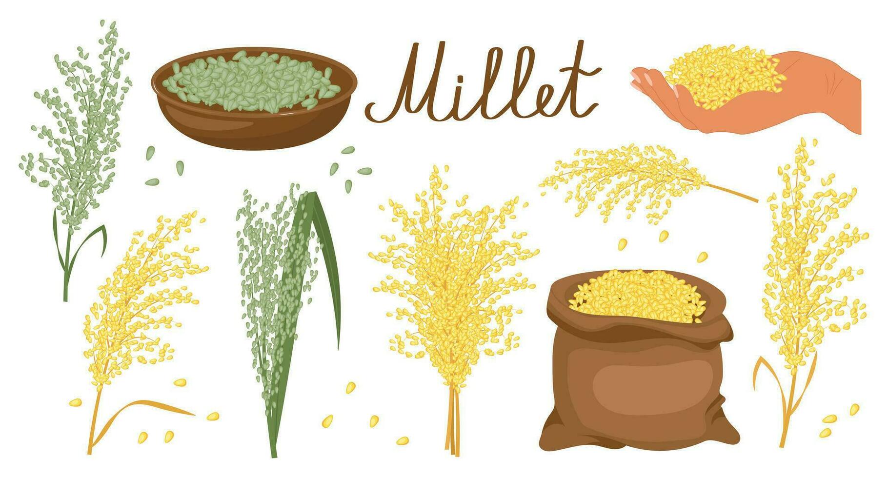 A set of grains and spikelets of millet. Millet plant, millet grains in a plate and bag. Agriculture, design elements, vector