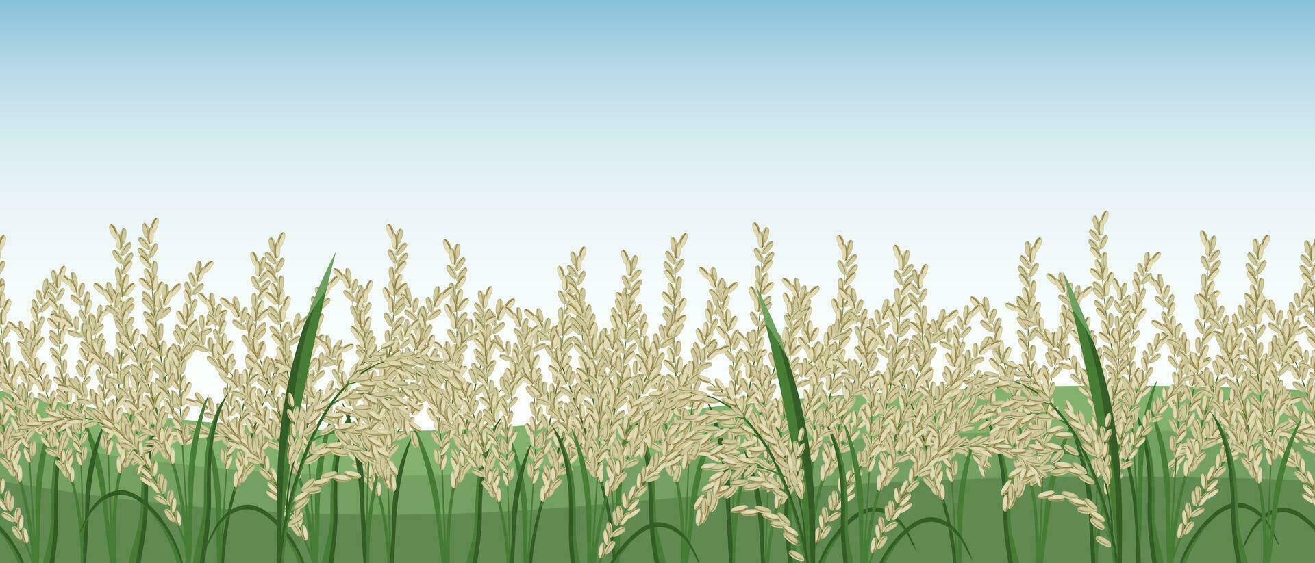 Spikelets of rice, rice field against the sky. Seamless horizontal border. Vector