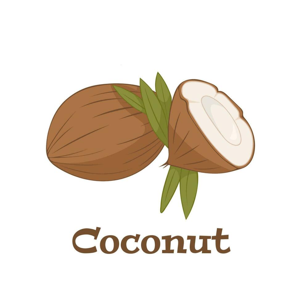 Fresh whole and a half coconut with green leaves . Vector illustration isolated on white background.