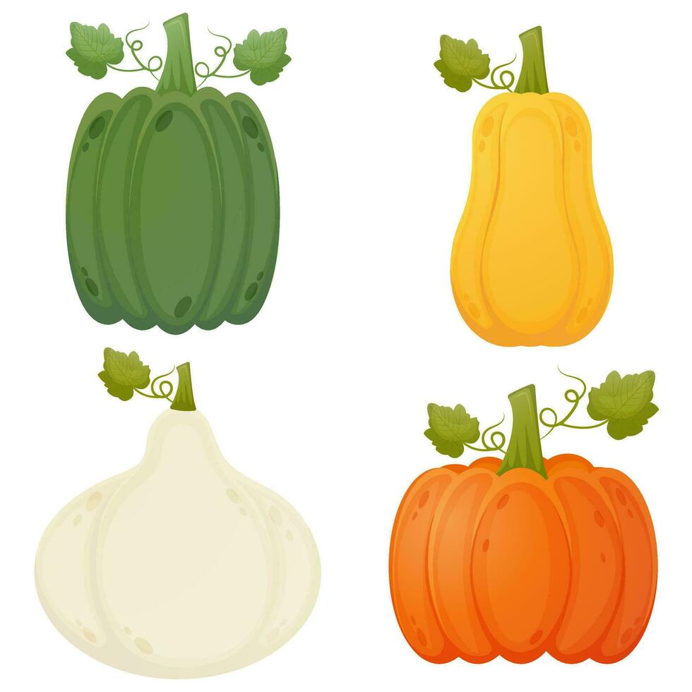 diferente color calabazas conjunto otoño cosecha vector