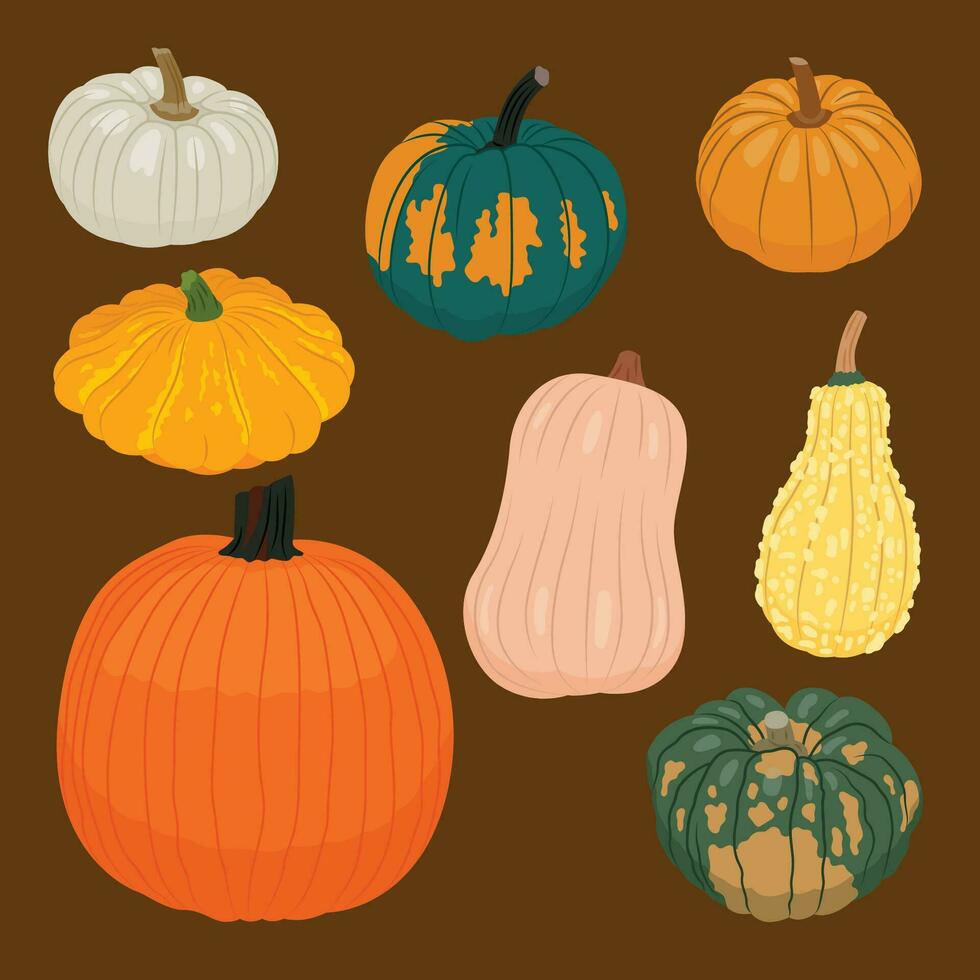 Pumpkin and squash collection vector