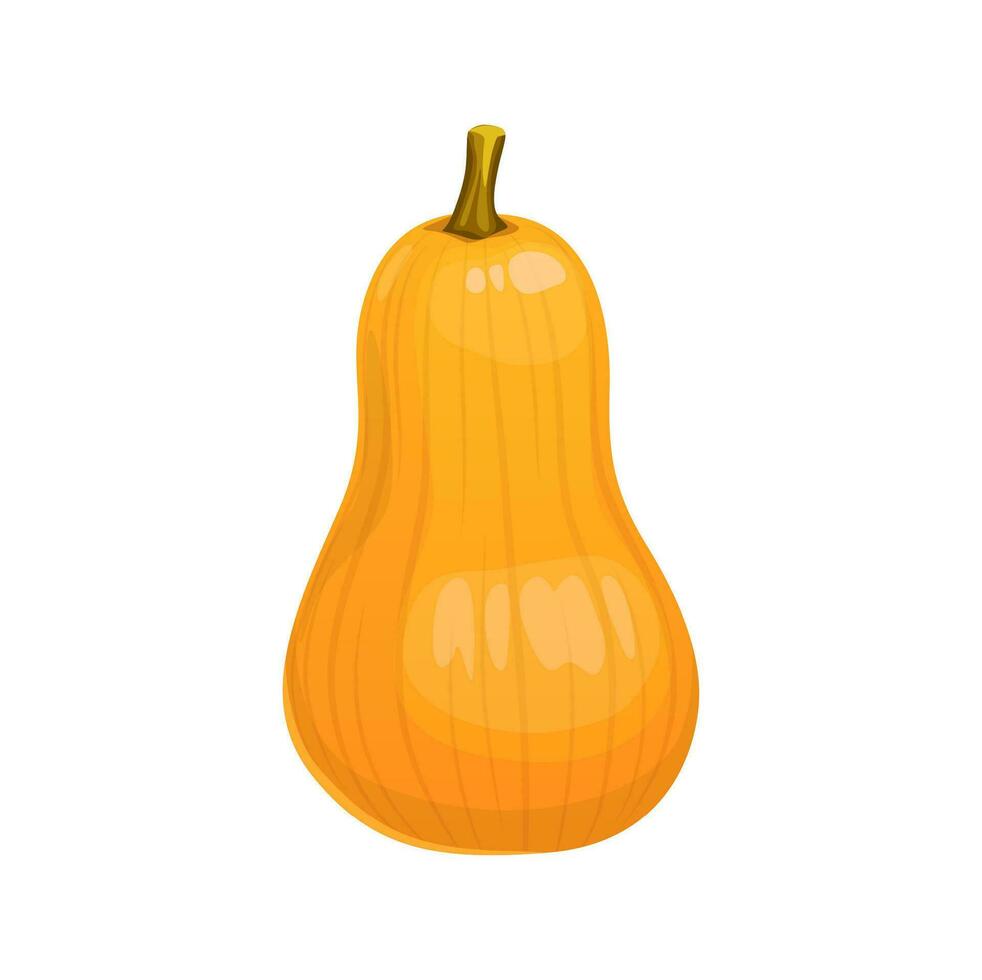 Cartoon raw butternut pumpkin, ripe garden squash vector