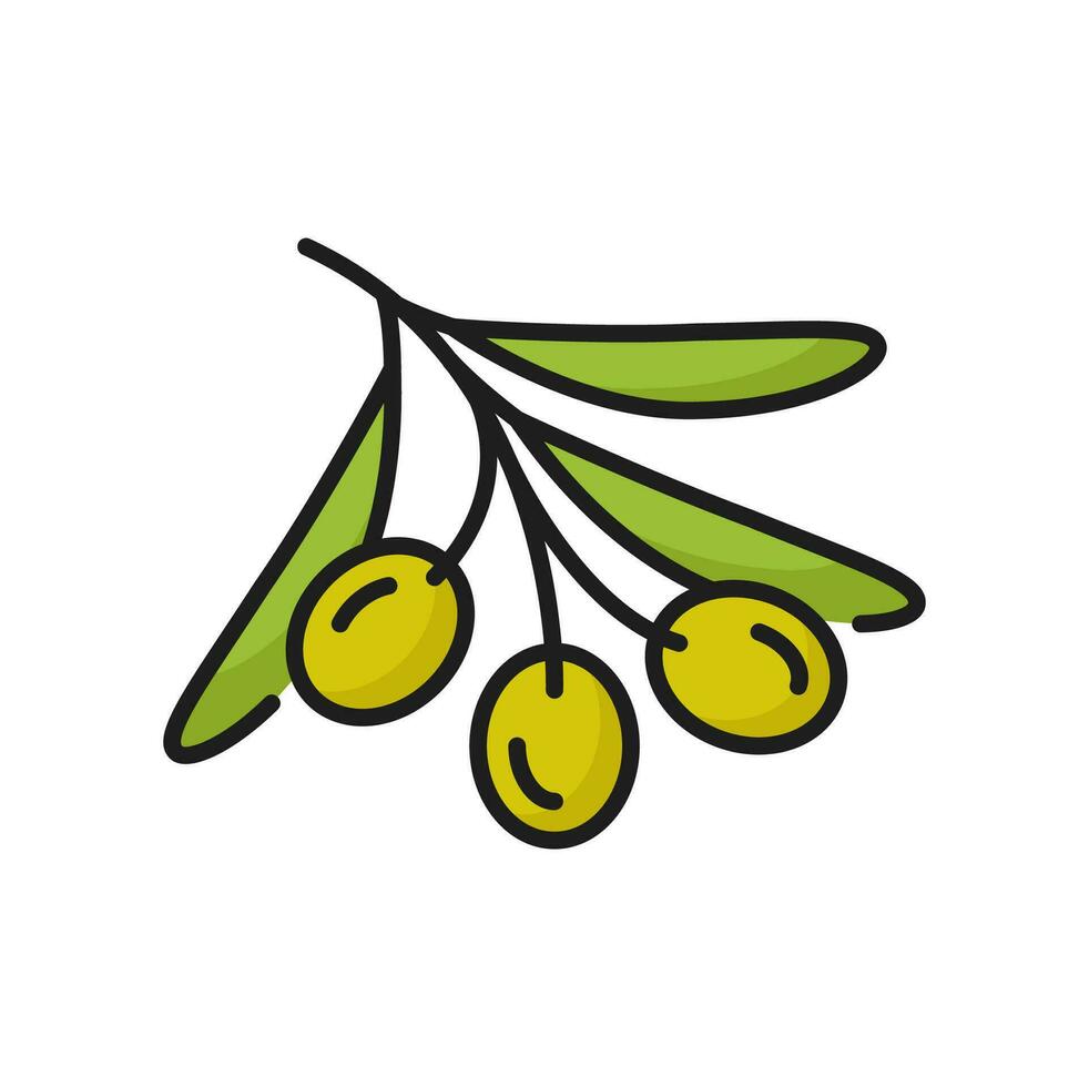 Olive fruit with leaves raw berries thin line icon vector