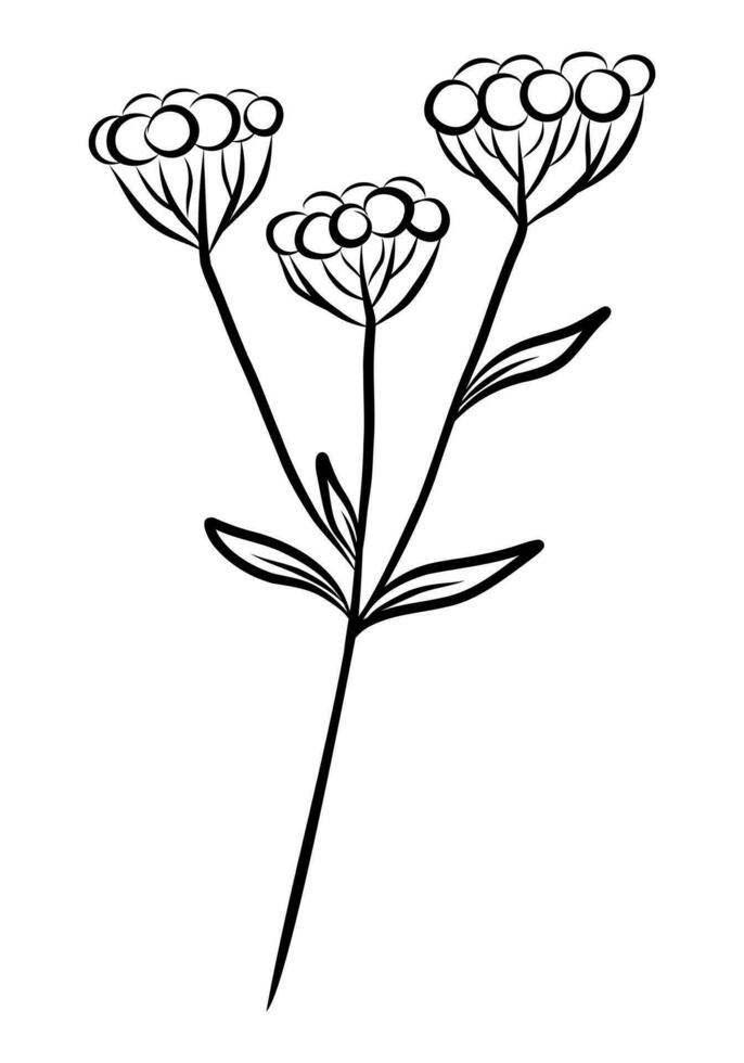 BLACK VECTOR ISOLATED ON A WHITE BACKGROUND DOODLE ILLUSTRATION OF A GYPSOPHILA TWIG