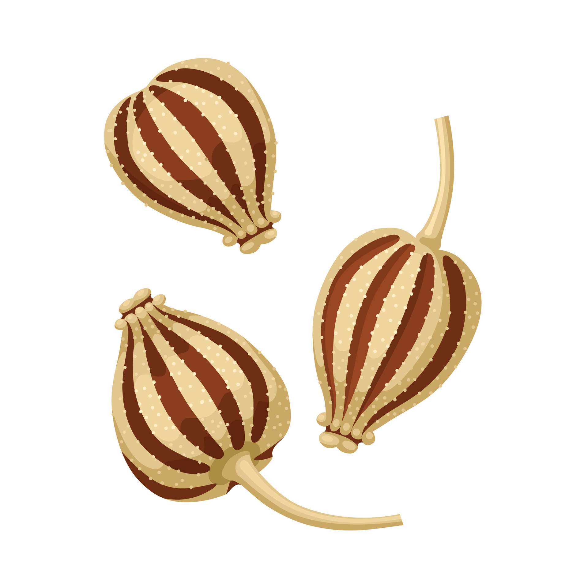 Vector illustration, Ajwain, ajowan or Trachyspermum ammi, also known