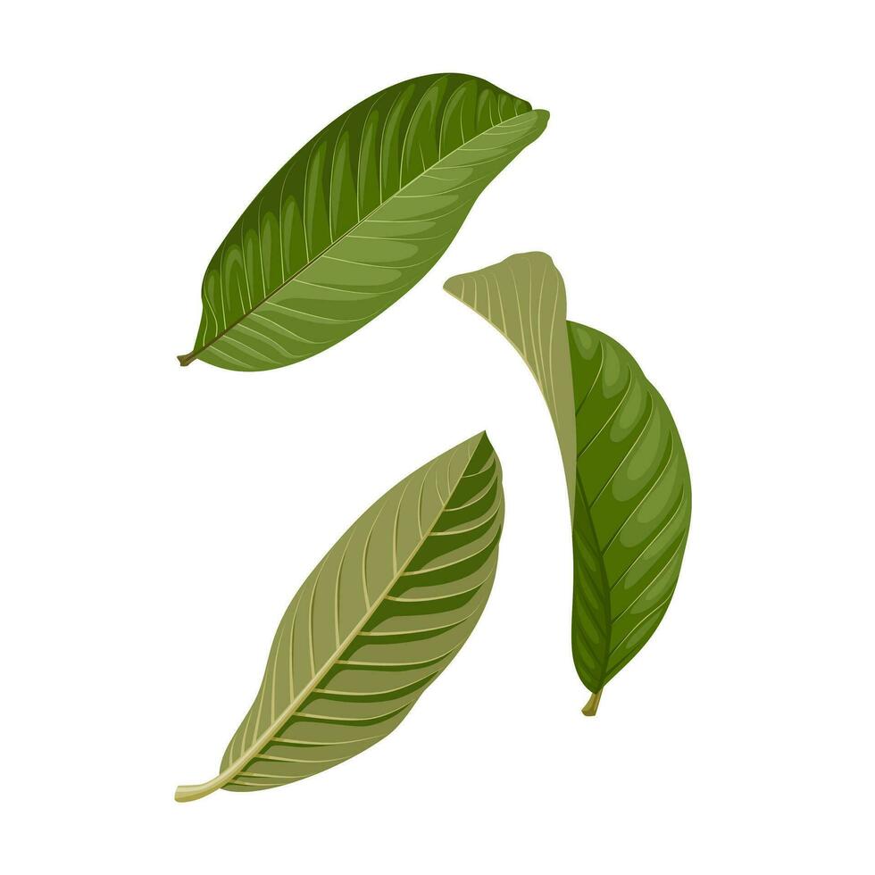 Vector illustration, guava leaf ,scientific name Psidium guajava, herb leaf, isolated on white background.