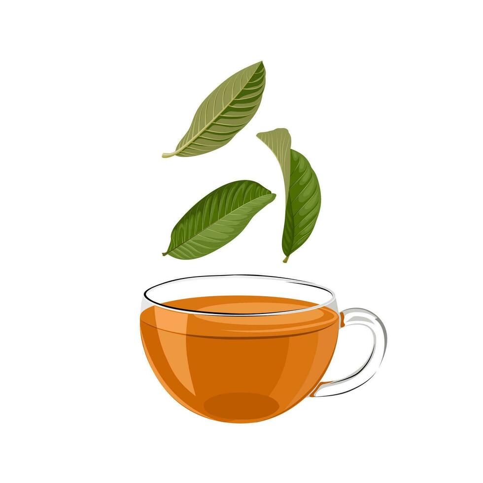 Vector illustration, a cup of guava leaf tea, isolated on white background.