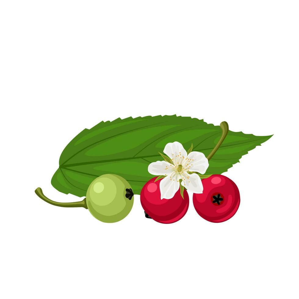Vector illustration, Muntingia calabura,also called jamaican cherry, panama berry and strawberry tree, isolated on white background.