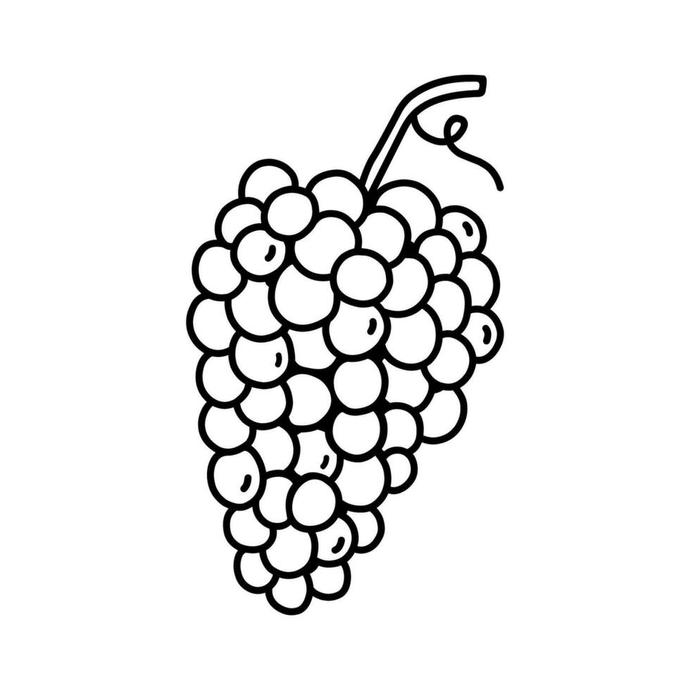 Grape isolated on white background. Vector hand-drawn illustration in doodle style. Perfect for various designs, cards, decorations, logo, menu, recipes.