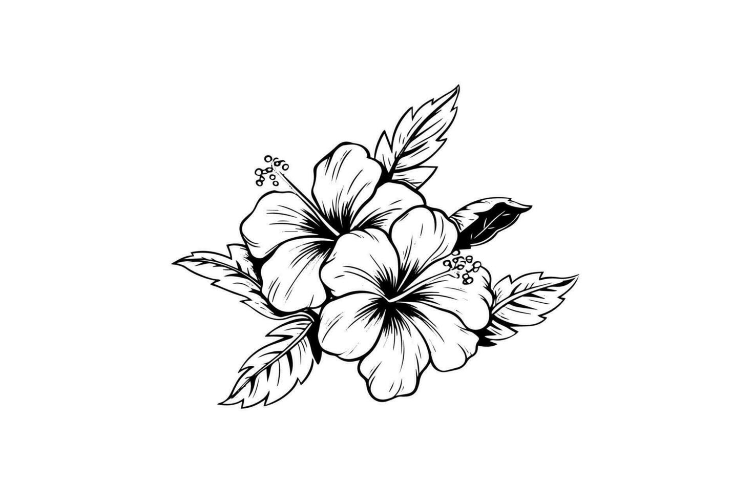 Hibiscus flowers in a vintage woodcut engraved etching style. Vector ...