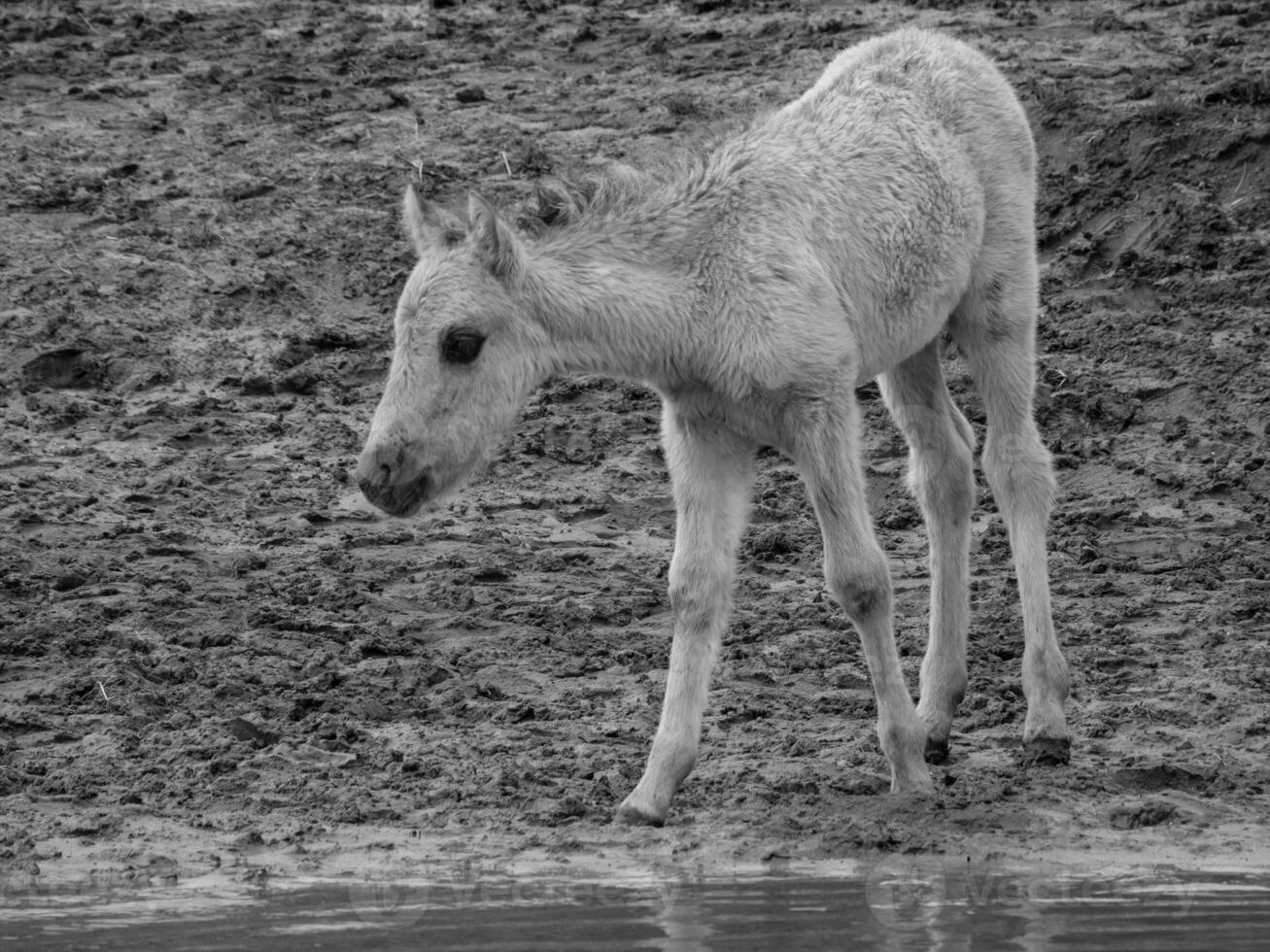 wild horses in westphalia photo