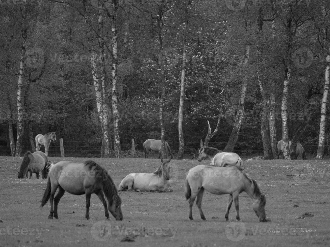 wild horses in westphalia photo