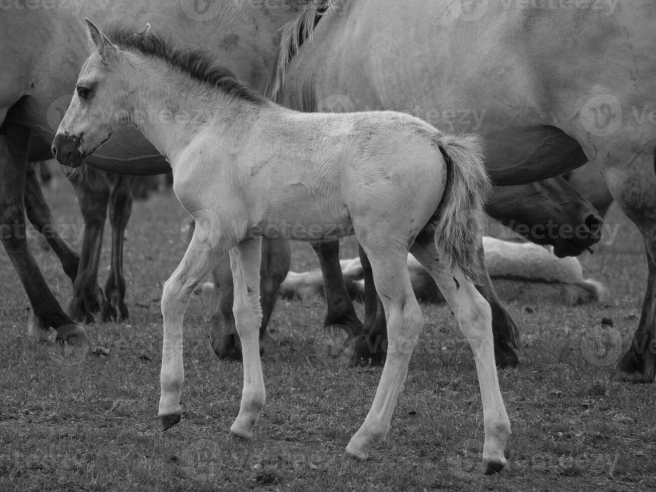 wild horses in westphalia photo