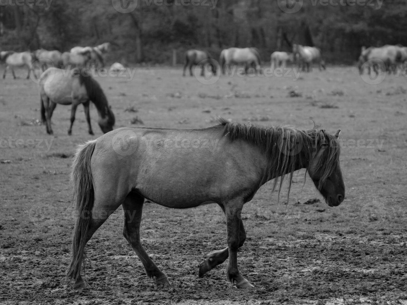 wild horses in westphalia photo