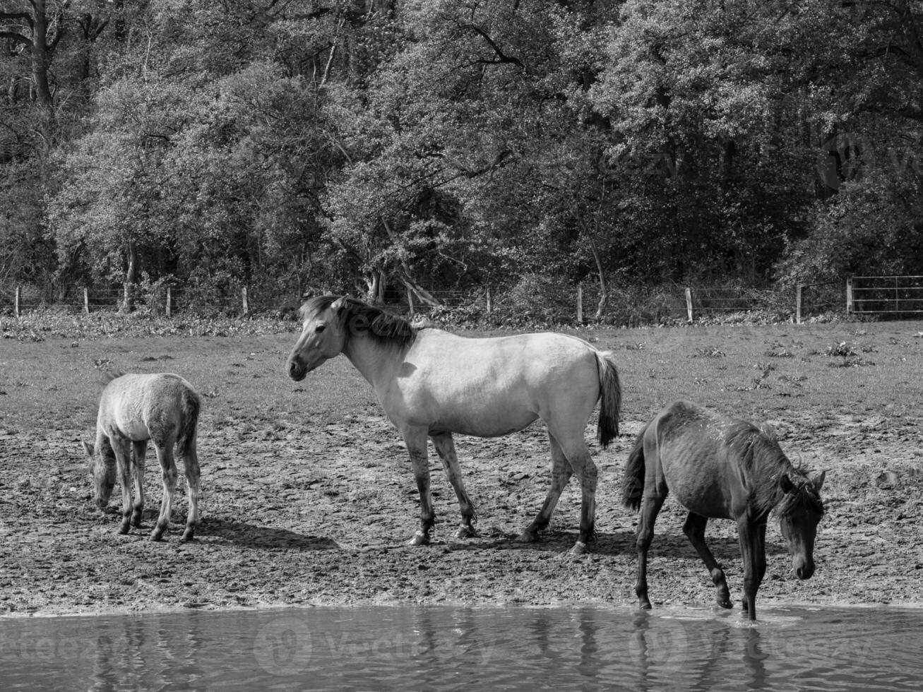 wild horses and foals photo