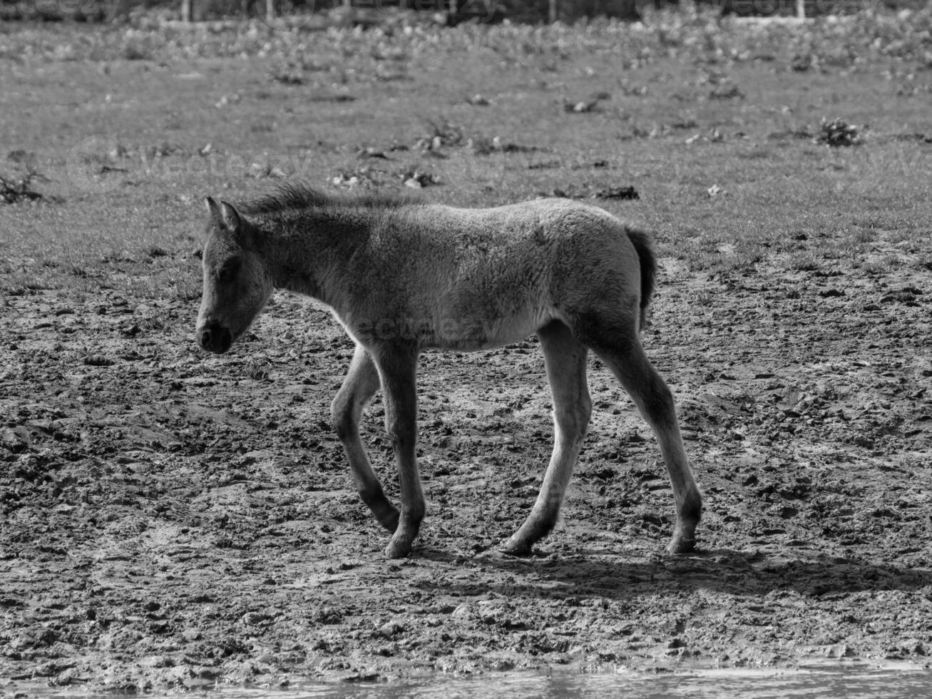 wild horses and foals photo