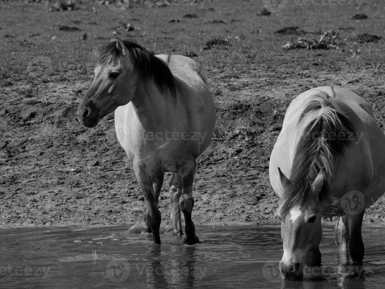 wild horses and foals photo