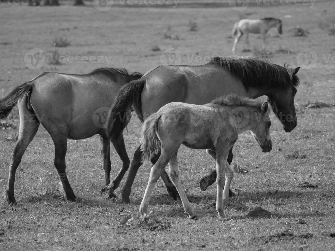 wild horses in germany photo