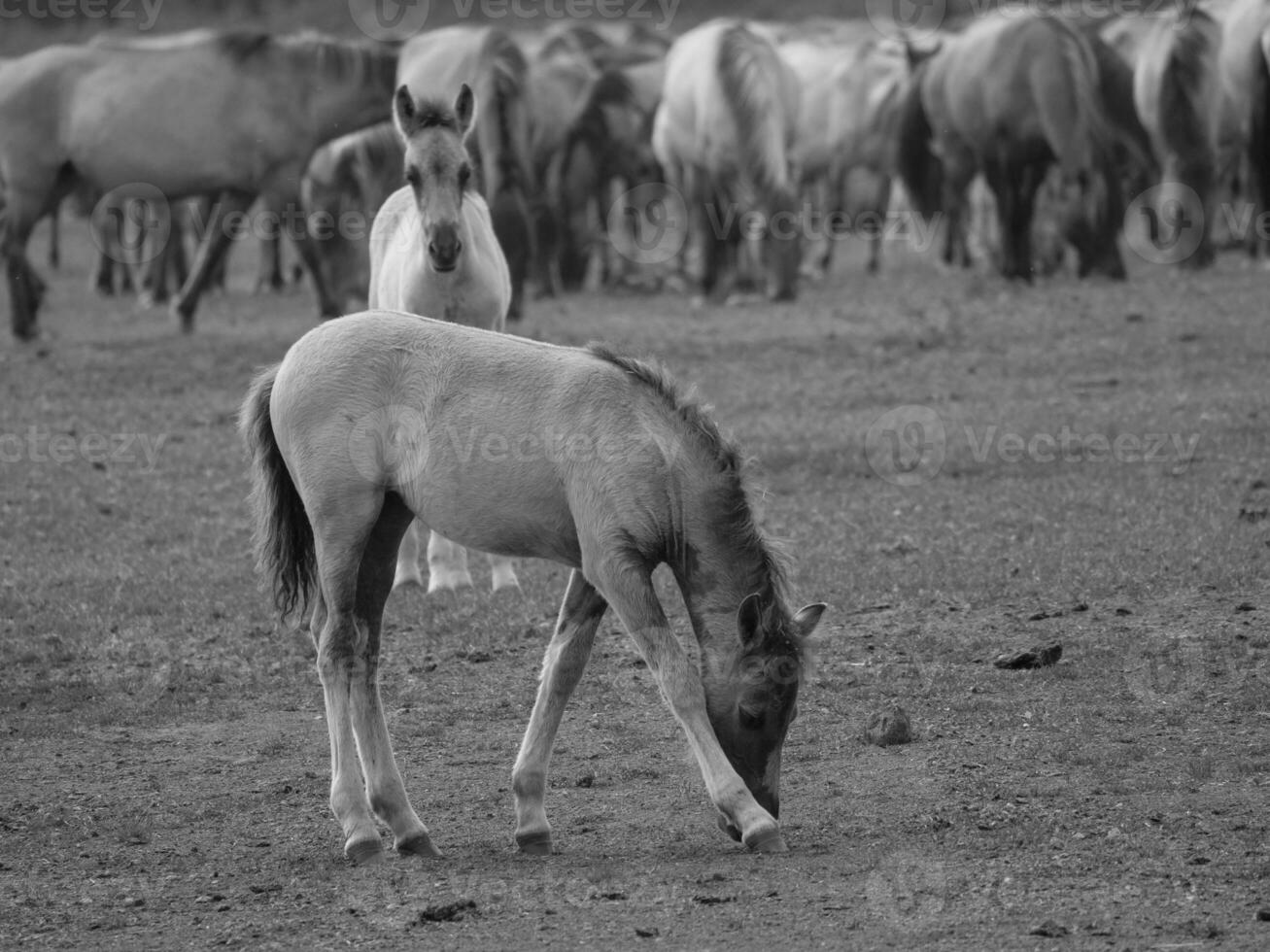 wild horses in germany photo