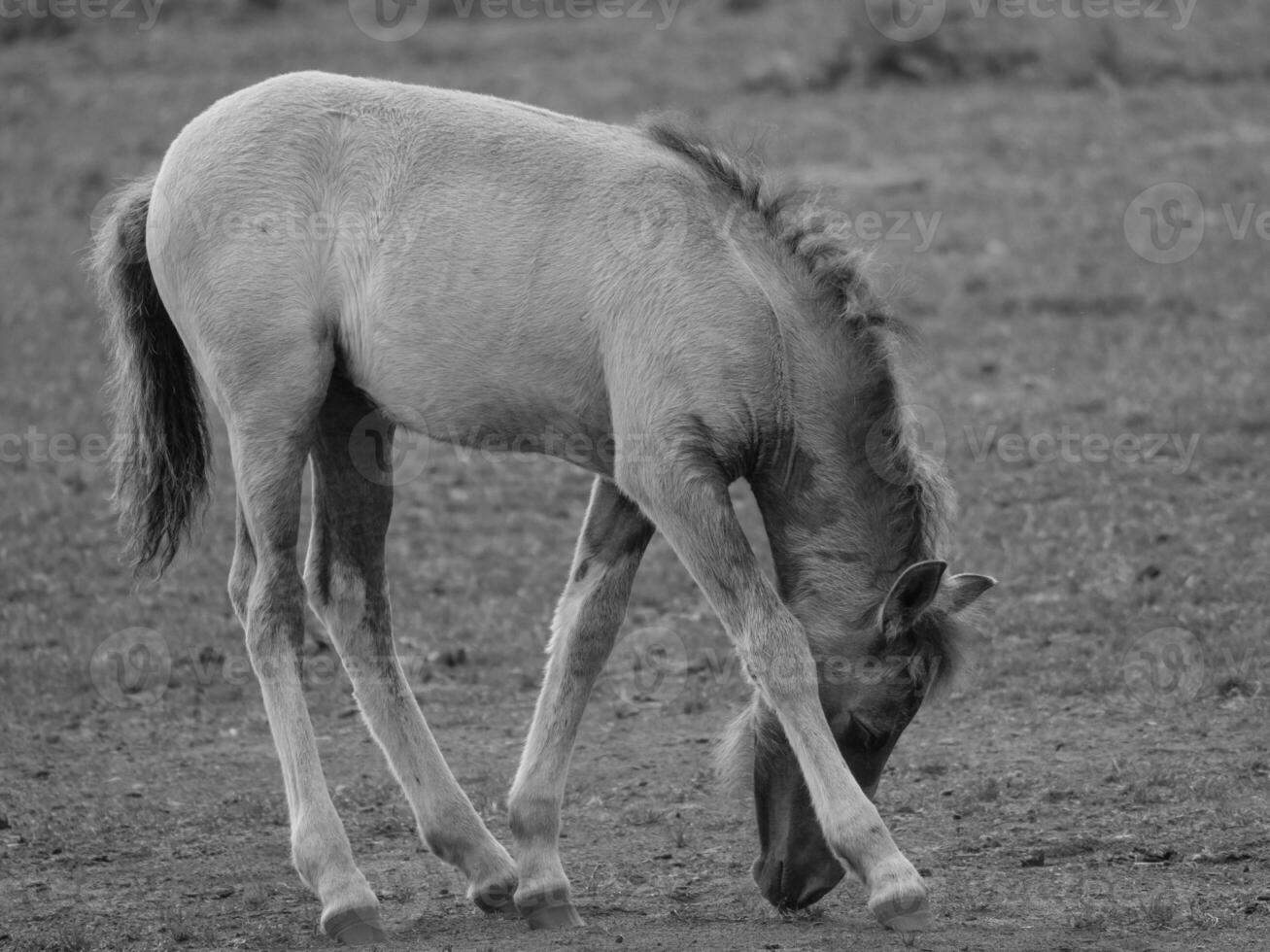 wild horses in the german westphalia photo