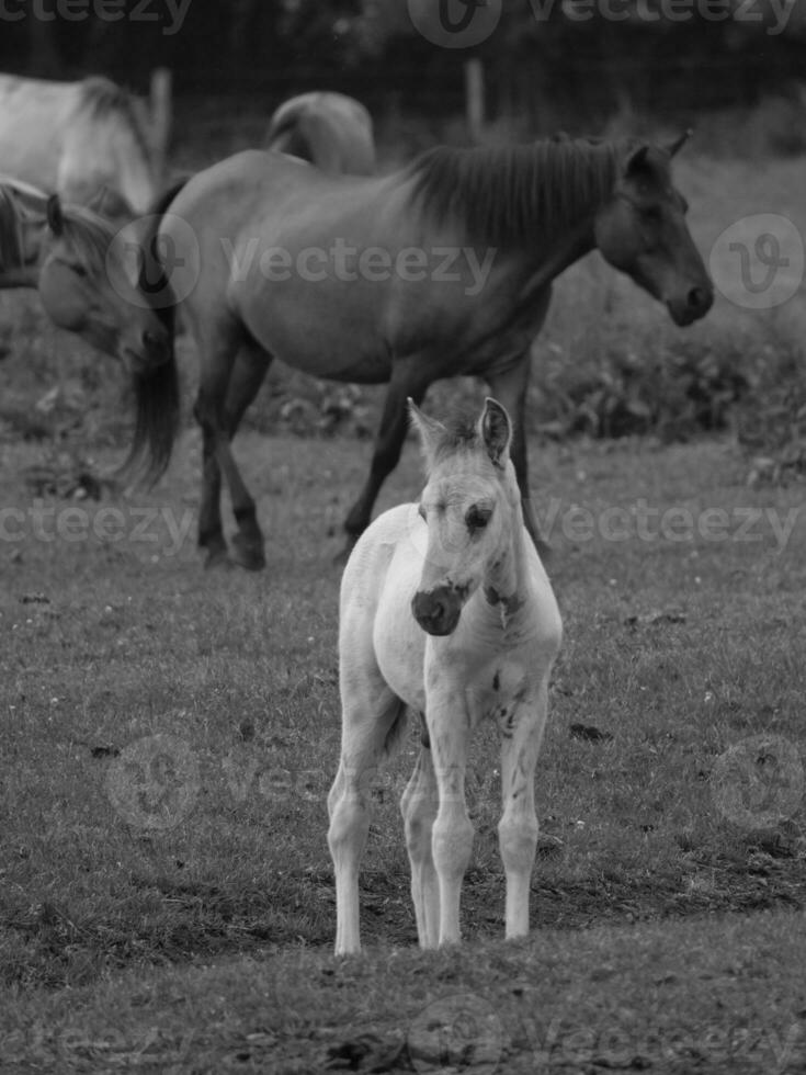 wild horses in the german westphalia photo