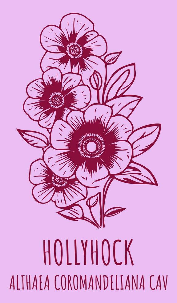 Vector drawings HOLLYHOCK. Hand drawn illustration. Latin name ALTHAEA COROMANDELIANA .