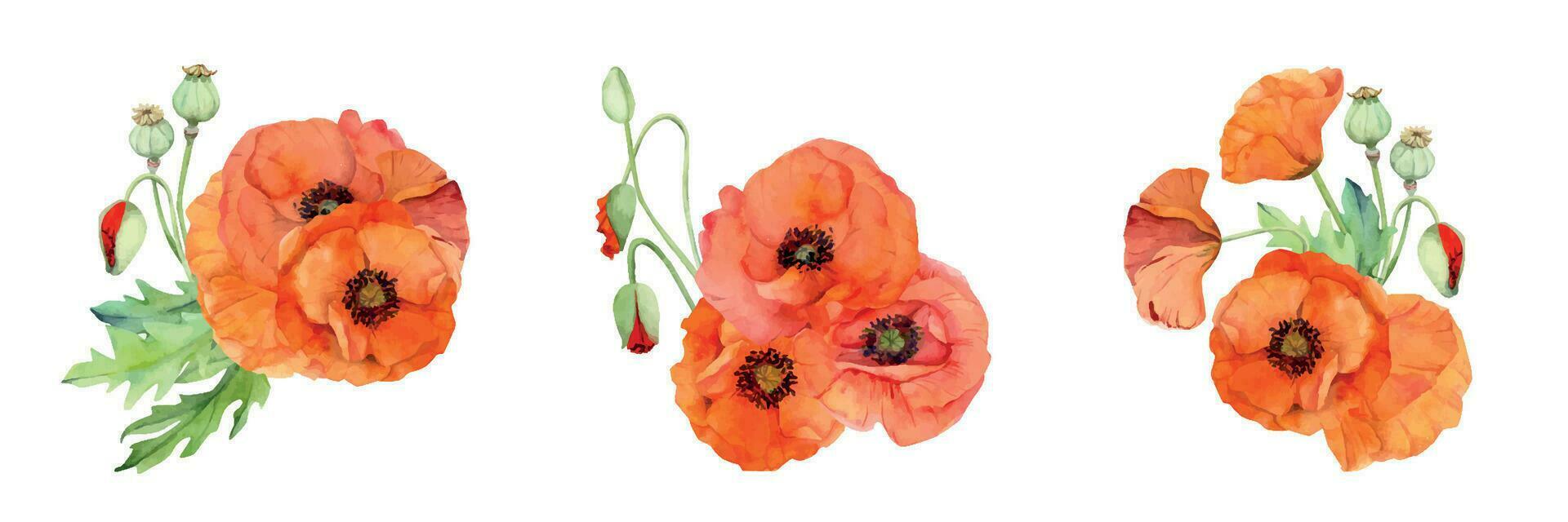 Watercolor bouquet composition, elements with hand drawn summer bright red poppy flowers. Isolated on white background. Design for invitations, wedding, love or greeting cards, paper, print, textile vector