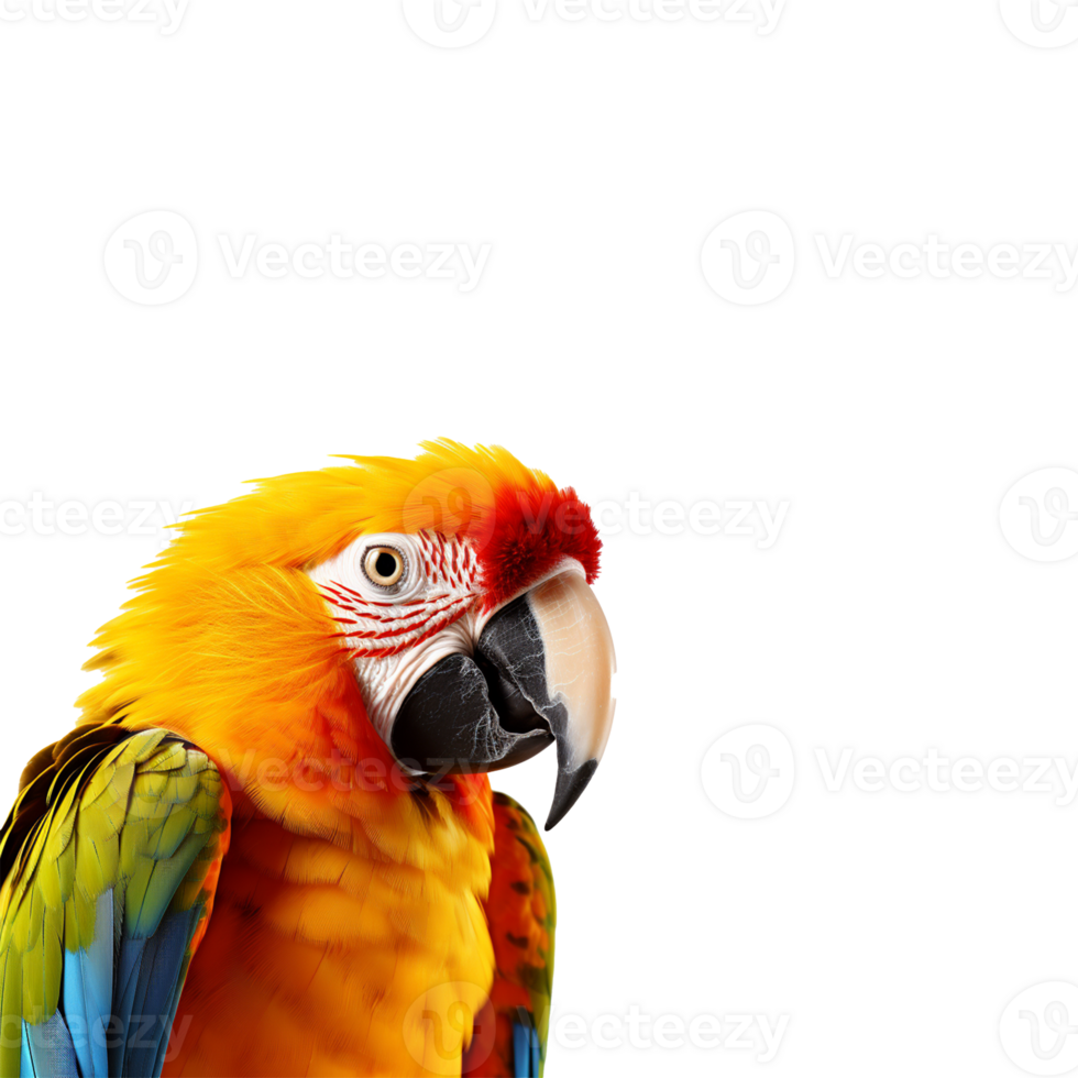 parrot isolated on transparent PNG background  generative ai