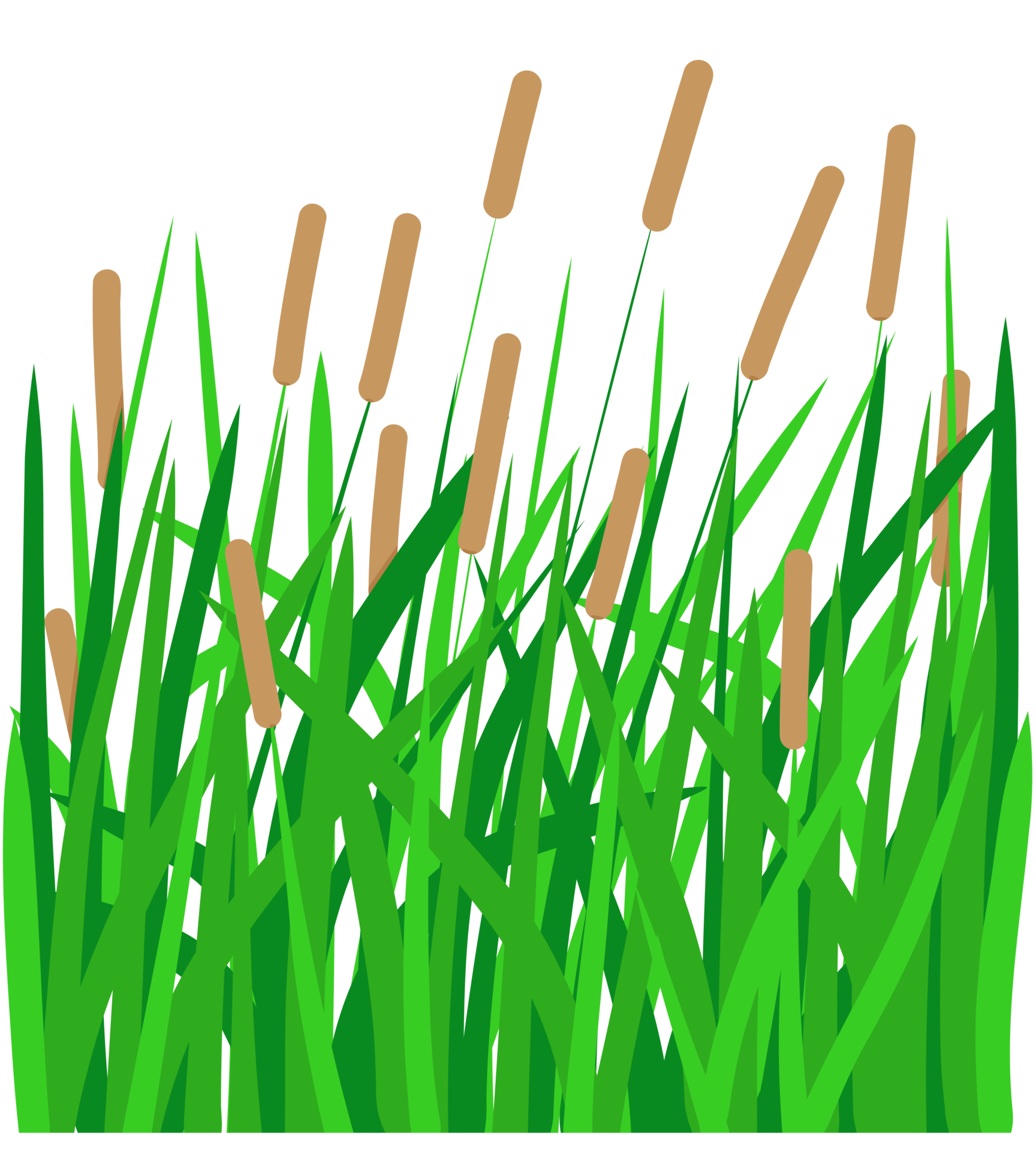 Cattail reed grass 27708916 PNG