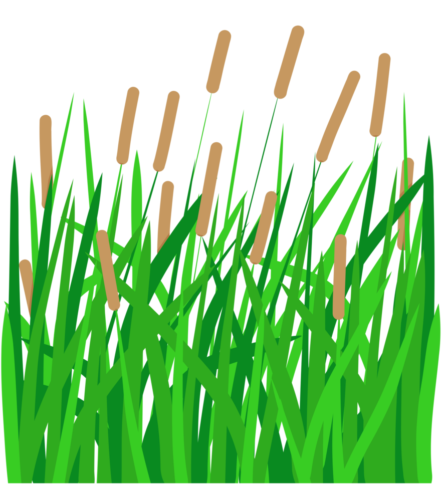 cattail vass gräs png