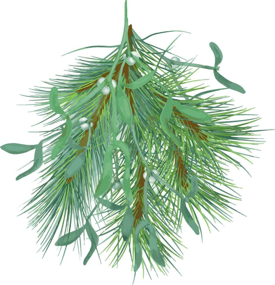 Branch of mistletoe and pine digital illustration watercolor style isolated on white. Christmas plant, green leaves, berry hand drawn. Element for 2024 new year design, card, holiday print, greeting. vector