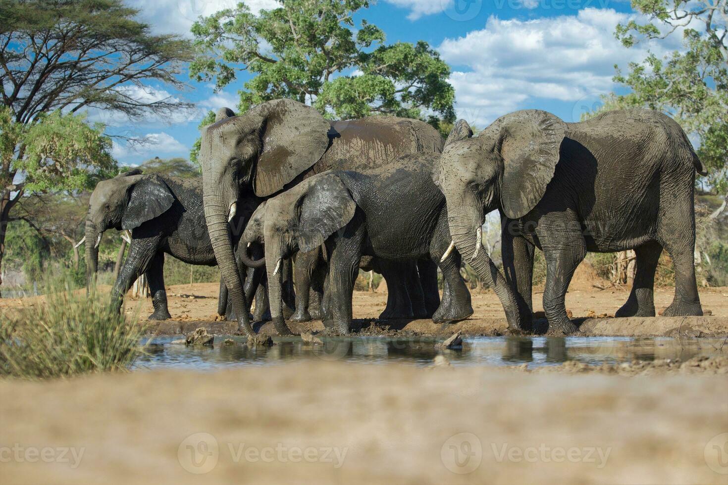 elephant at chobe national park, Botswana photo