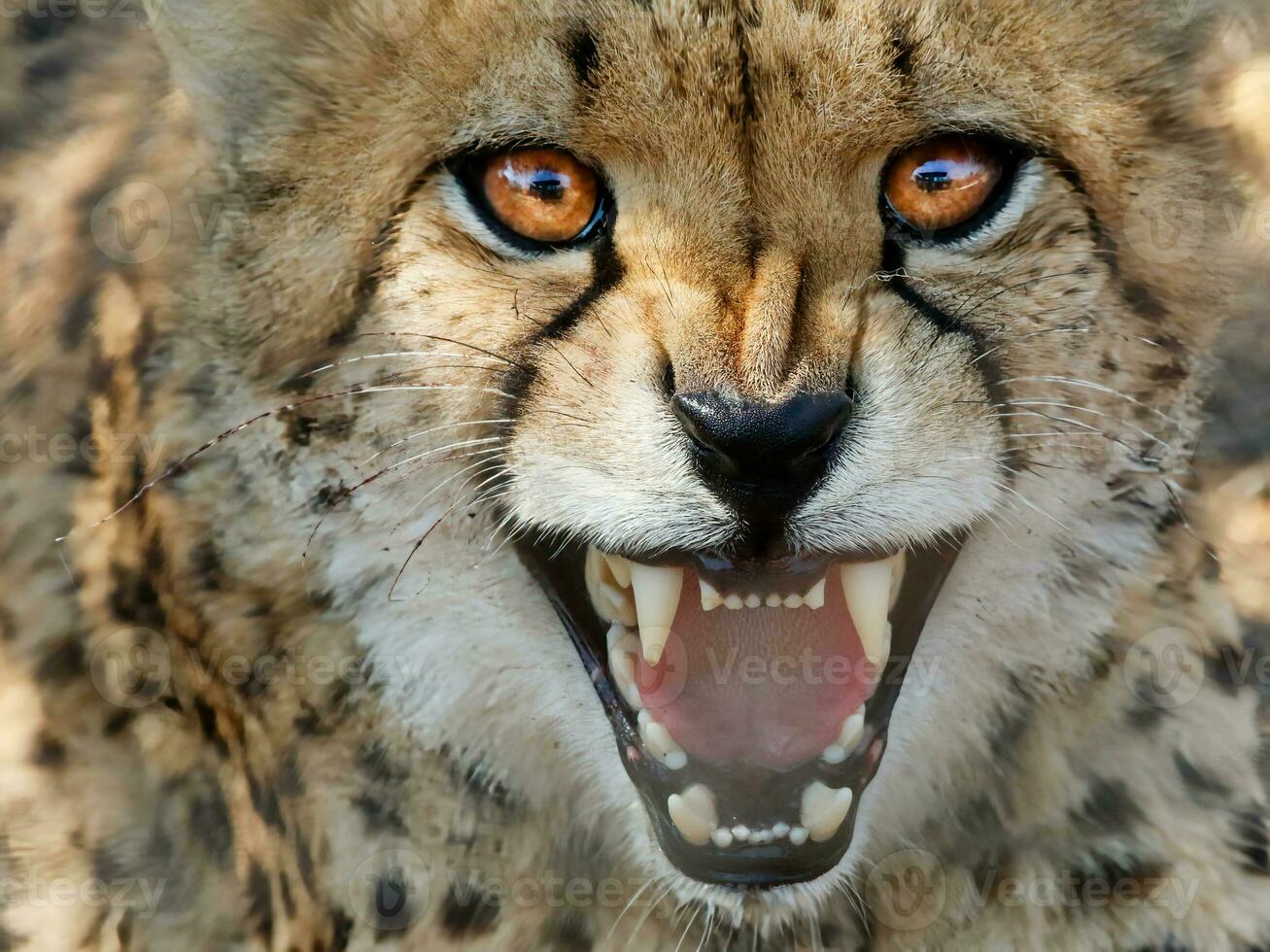 a cheetah with its mouth open and teeth showing photo