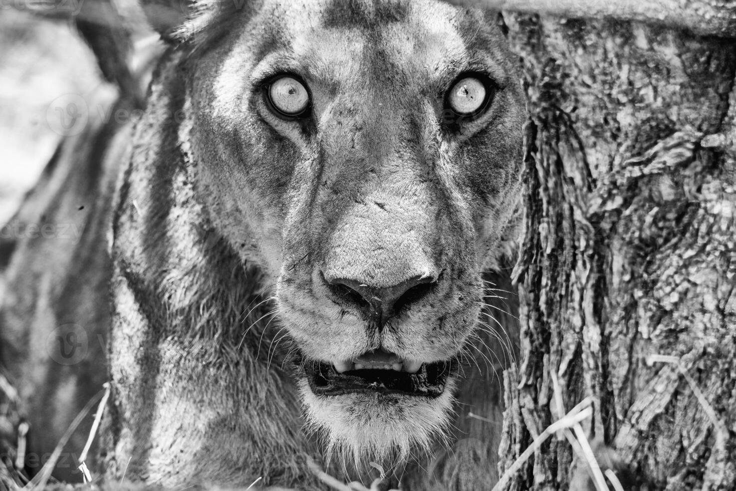 a black and white photo of a lion