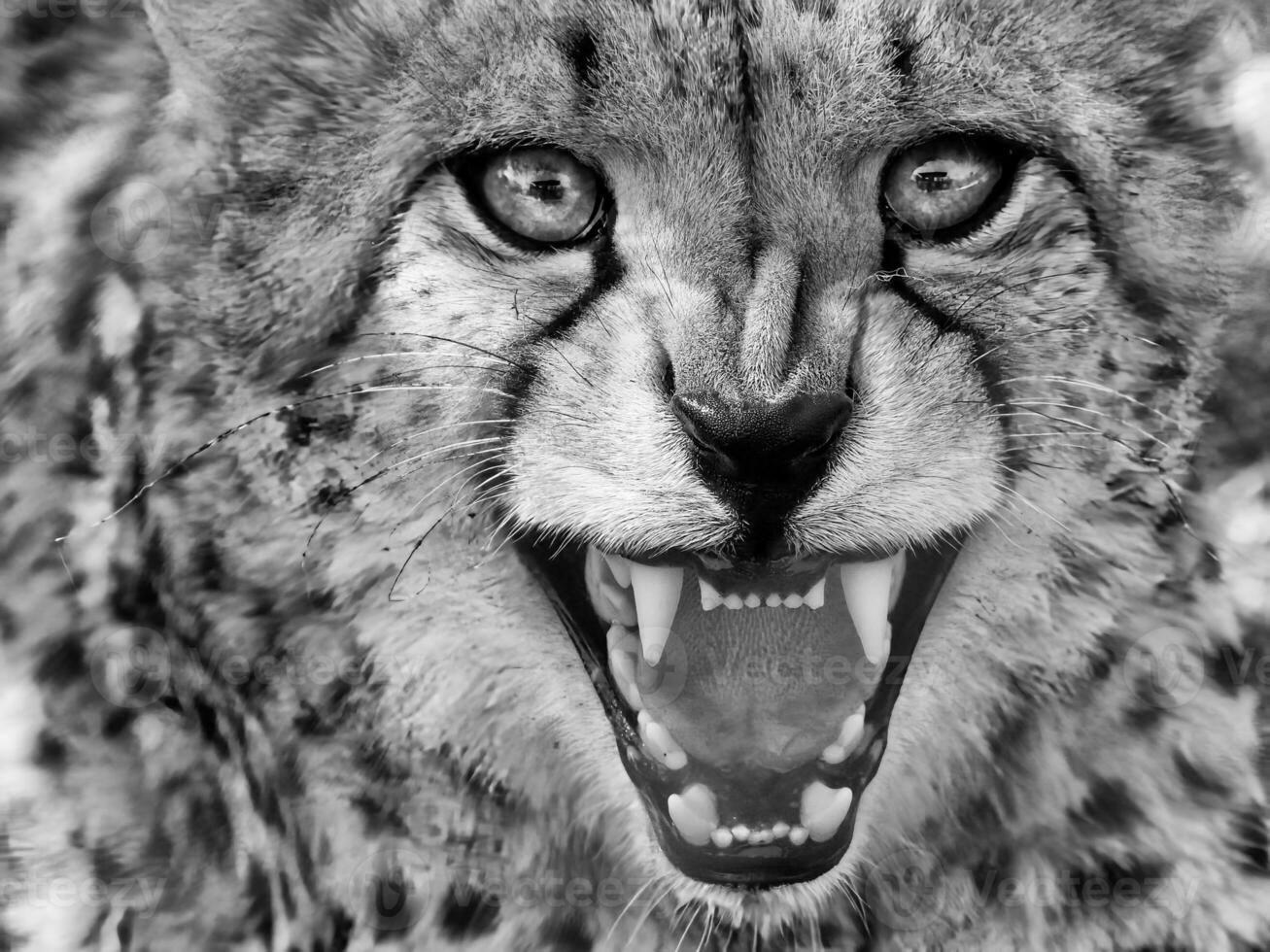 cheetah, black and white, cheetah, cheetah, cheetah photo
