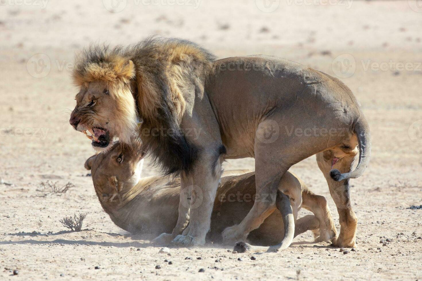 lions in the kgalagadi transfrontier park, south africa photo