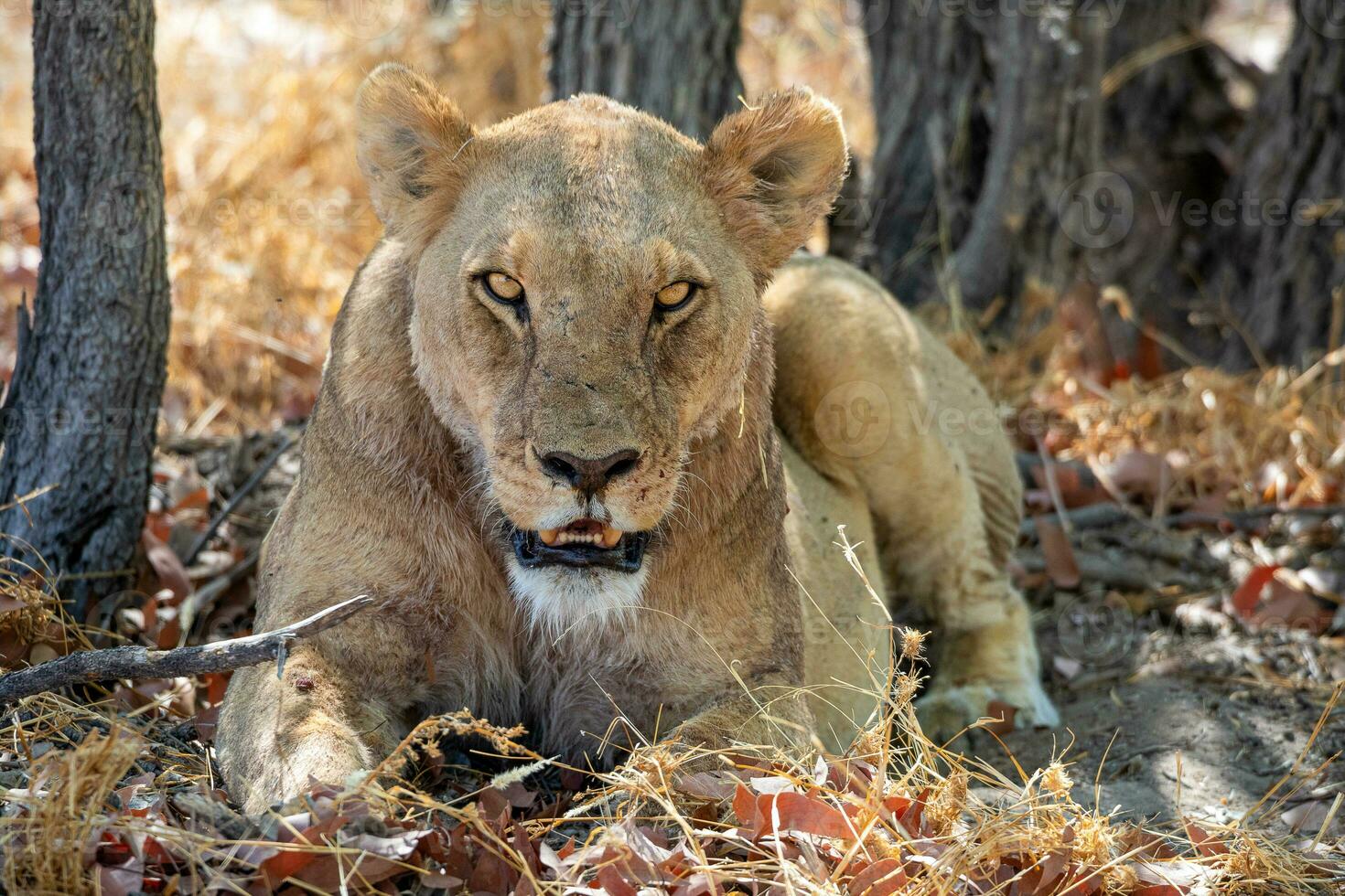 a lion laying in the woods near some trees photo